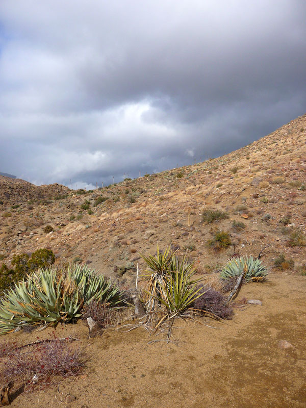 palm-canyon-58