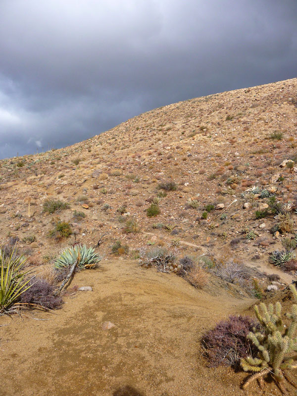 palm-canyon-59