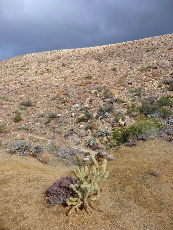 palm-canyon-60
