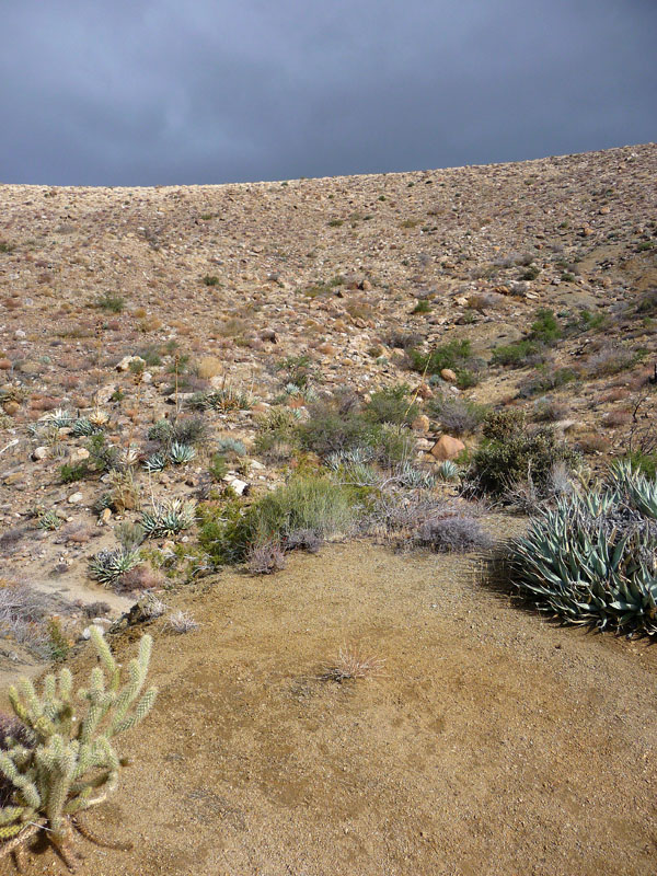 palm-canyon-61