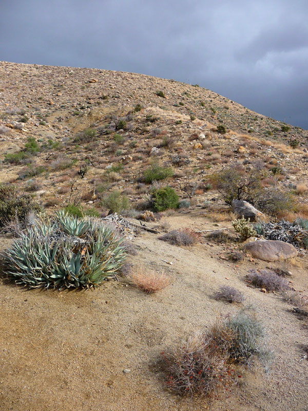 palm-canyon-63