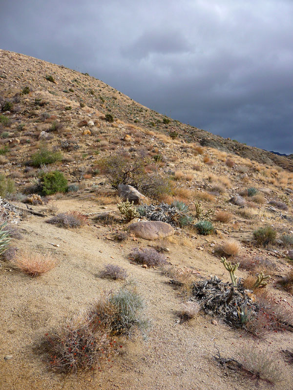 palm-canyon-64