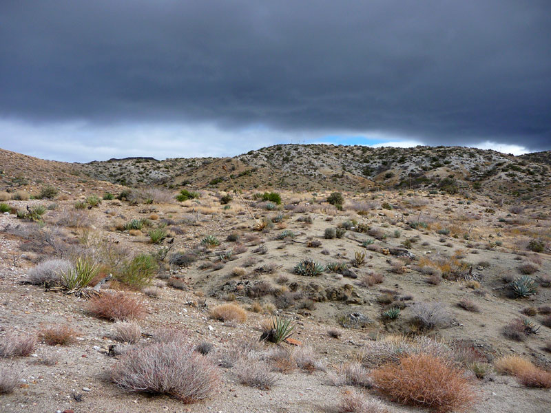 palm-canyon-65