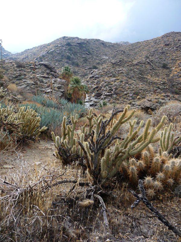 palm-canyon-66