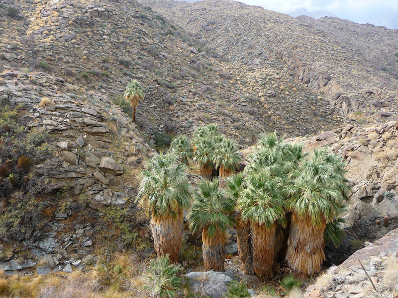 palm-canyon-67