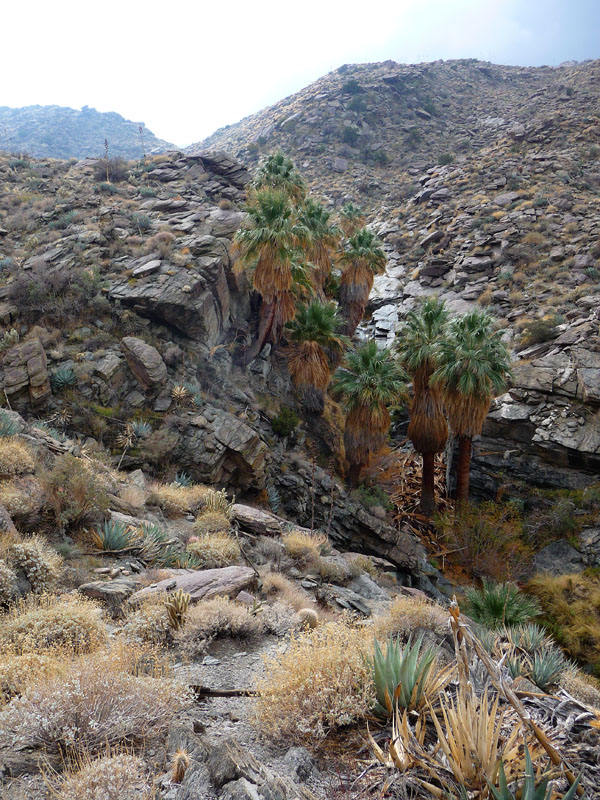 palm-canyon-68