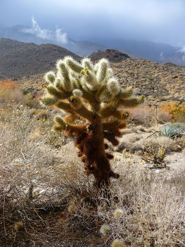 palm-canyon-72