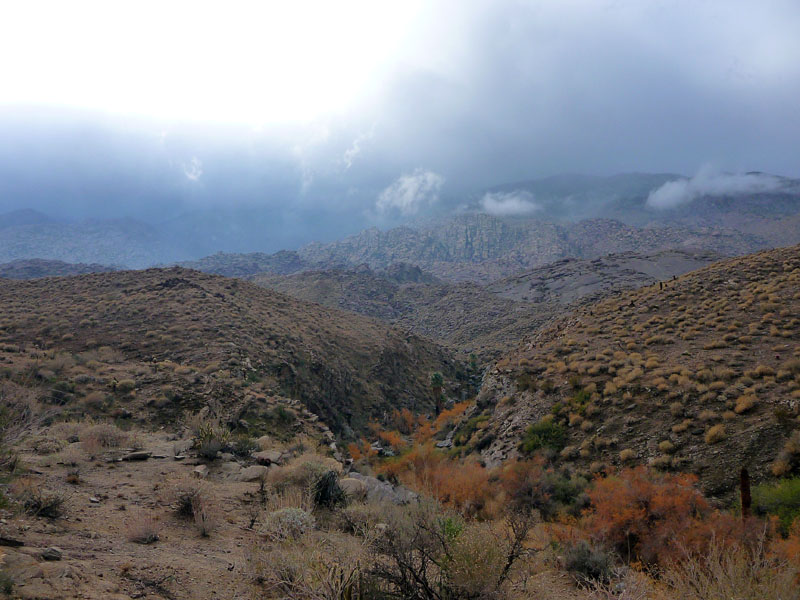 palm-canyon-83
