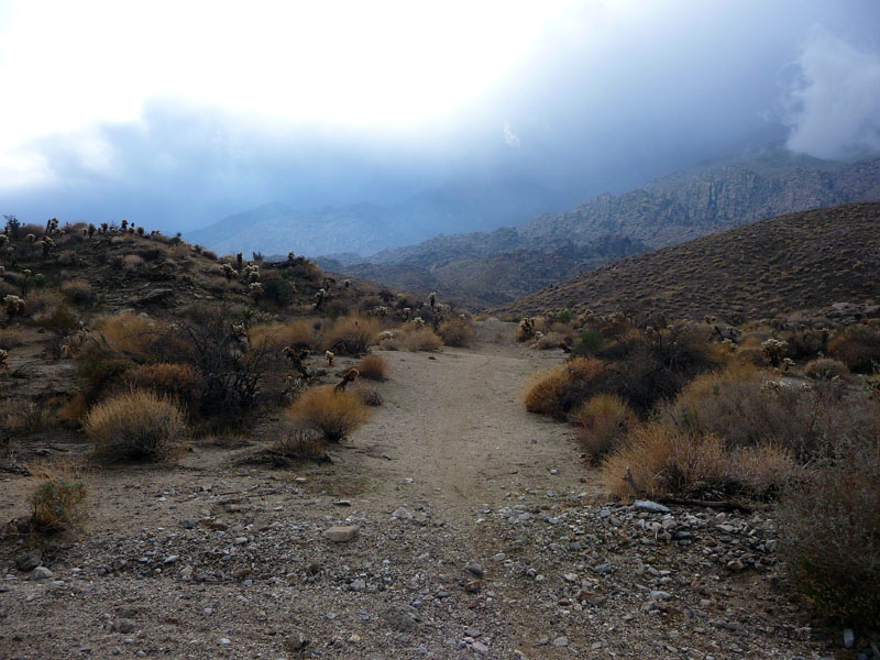 palm-canyon-85
