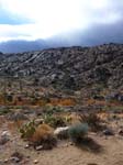 palm-canyon-52