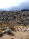 palm-canyon-53