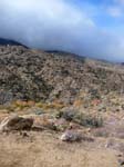 palm-canyon-55