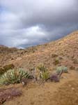 palm-canyon-58