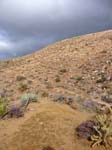 palm-canyon-59