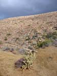 palm-canyon-60