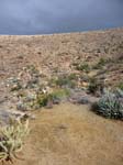 palm-canyon-61