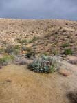 palm-canyon-62