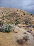 palm-canyon-63
