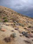 palm-canyon-64