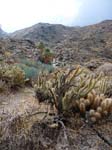 palm-canyon-66