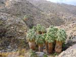 palm-canyon-67