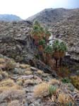 palm-canyon-68