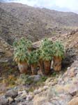 palm-canyon-69