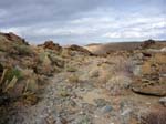 palm-canyon-71