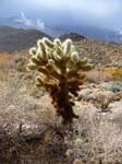 palm-canyon-72