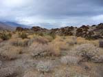 palm-canyon-76