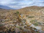 palm-canyon-81