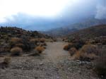 palm-canyon-85