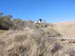 san-clemente-singletracks-063