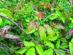 weed-patch-IMG_1040