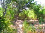 santiago-oaks-and-irvine-park-IMG_1995